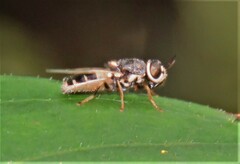 Oplodontha pulchriceps