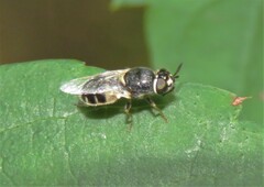 Oplodontha pulchriceps