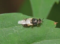Oplodontha pulchriceps