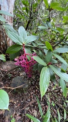 Medinilla formosana
