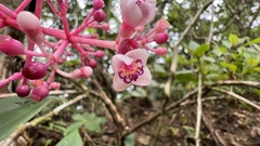Medinilla formosana