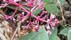 Medinilla formosana