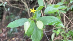 Mussaenda formosanum