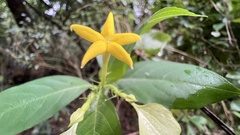 Mussaenda formosanum