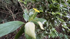 Mussaenda formosanum