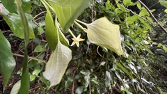 Mussaenda formosanum