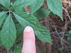 Oplodontha pulchriceps