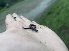 Batrachoseps nigriventris