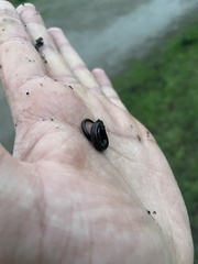 Batrachoseps nigriventris