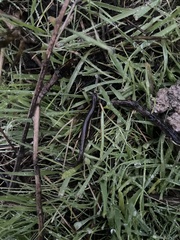 Batrachoseps nigriventris