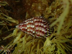 Prothalotia pulcherrima