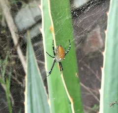 Cyrtophora moluccensis