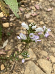 Euphrasia collina