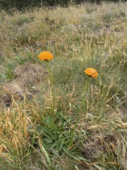 Craspedia aurantia jamesii