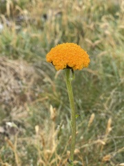 Craspedia aurantia jamesii