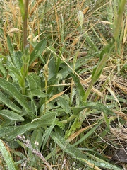 Craspedia aurantia jamesii