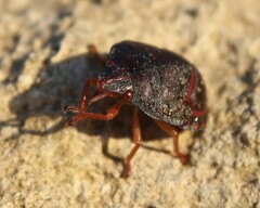 Solenosthedium bilunatum