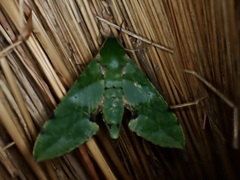 Euchloron megaera