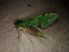 Euchloron megaera