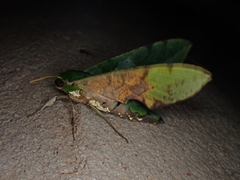 Euchloron megaera