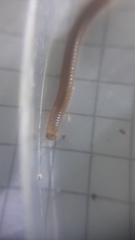 Cylindroiulus latzeli