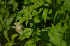 Varronia macrocephala