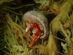 Paguristes frontalis