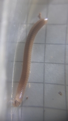 Cylindroiulus latzeli