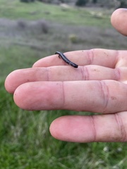 Batrachoseps nigriventris