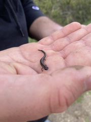 Batrachoseps nigriventris