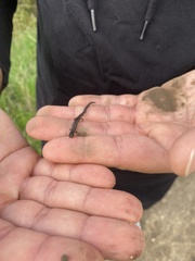 Batrachoseps nigriventris