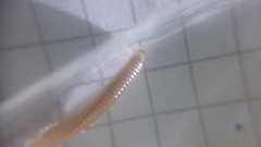 Cylindroiulus latzeli