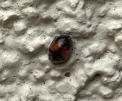 Diomus notescens