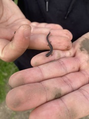 Batrachoseps nigriventris