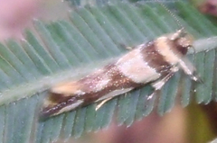 Macrobathra