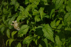 Varronia macrocephala