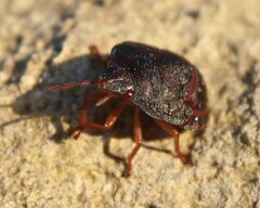 Solenosthedium bilunatum