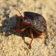 Solenosthedium bilunatum