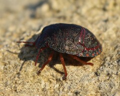 Solenosthedium bilunatum