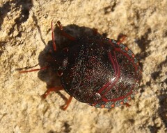 Solenosthedium bilunatum