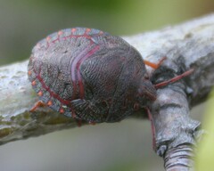 Solenosthedium bilunatum