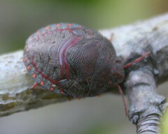 Solenosthedium bilunatum