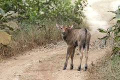 Bos gaurus