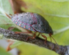 Solenosthedium bilunatum
