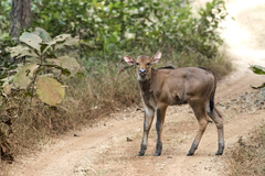 Bos gaurus
