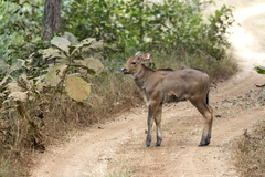 Bos gaurus