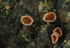 Orbilia phragmotricha