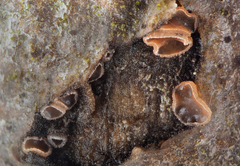 Orbilia phragmotricha