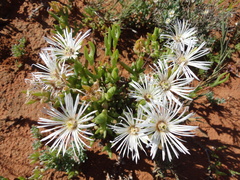 Vanzijlia annulata