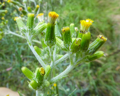 Senecio hispidulus